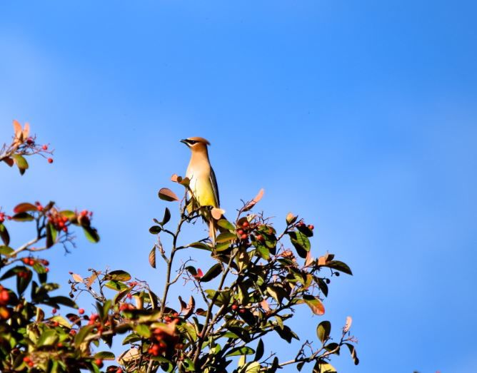 Cedar Waxwing